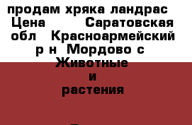 продам хряка ландрас › Цена ­ 10 - Саратовская обл., Красноармейский р-н, Мордово с. Животные и растения » Другие животные   